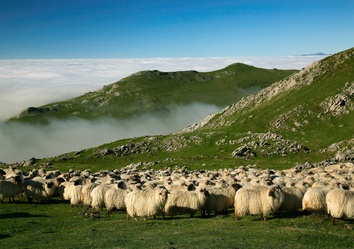 Schafherde auf saftigen Weiden in den Hügeln des Baskenlands, Nordspanien, typische Kulturlandschaft.