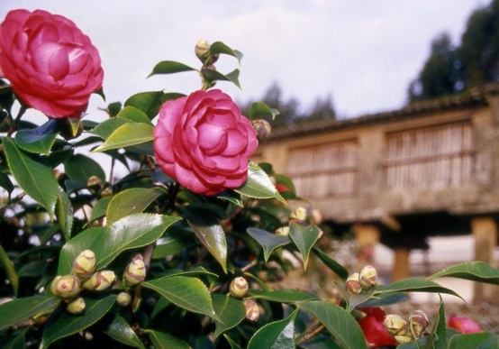 Paradores-Reise durch Galicien: zur Kamelienblüte ans Ende der Welt