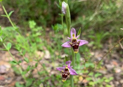 11. Reisetag | Salema – Burgau - Luz